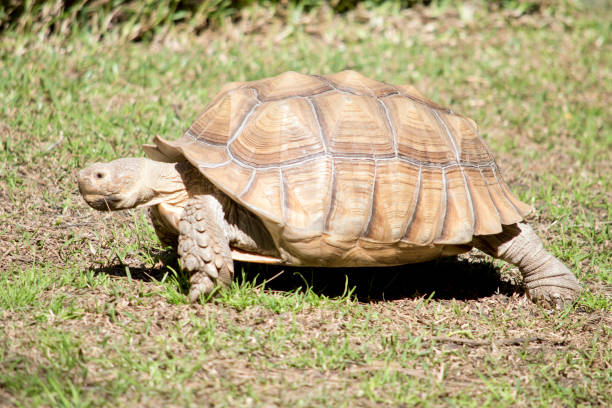 istock this is a side view of a African spurred tortoise 1334974251