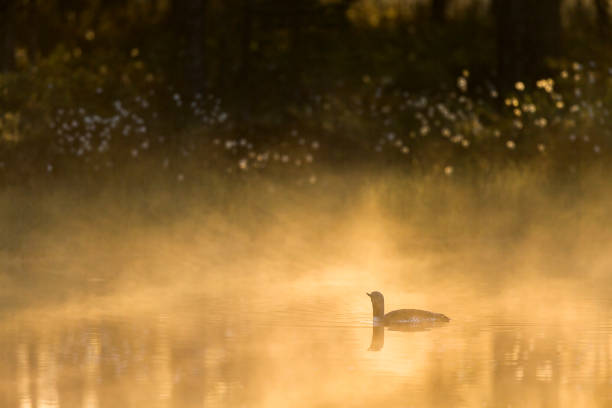 istock Red throated loon a misty morning in a pond 1334975234