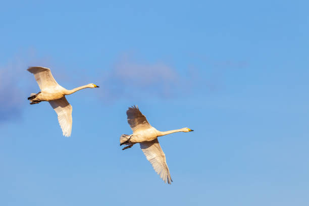 istock Whooper swans flying in the sunshine 1334975237