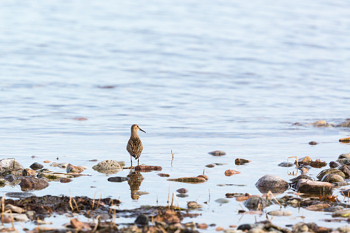Dunlin bird at the water edge
