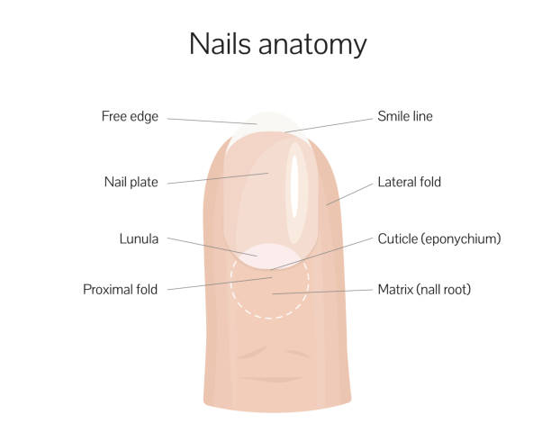 Nail anatomy structure training poster flat style design vector illustration. Nail anatomy structure training poster flat style design vector illustration. Human hand fingernail anatomy medical scheme. nail cross stock illustrations