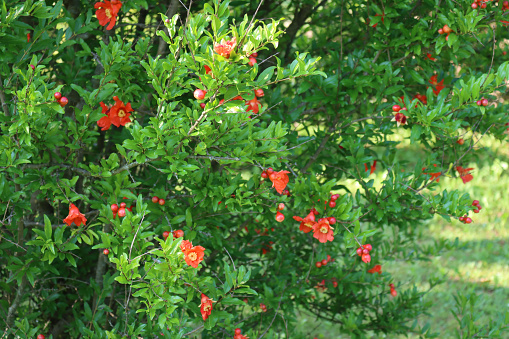 Pomegranate flowers on bush in the garden. Punica granatum on summer