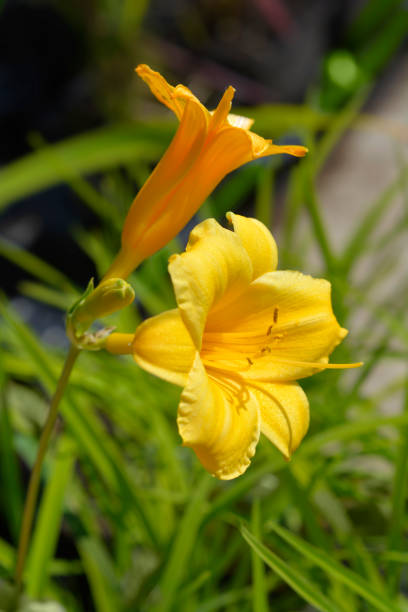 istock Daylily Golden Stella 1334976262