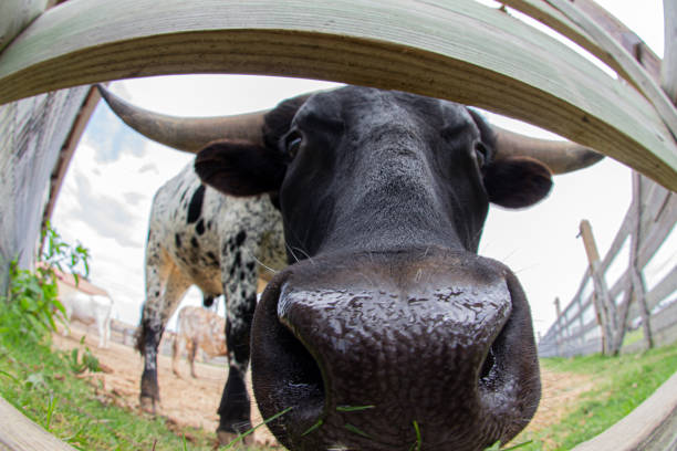 istock Longhorn at Fort Worth, Texas 1334976823