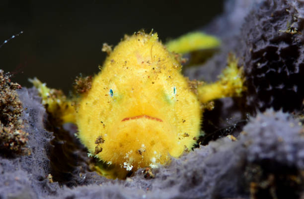 poisson-grenouille mignon jaune. - anglerfish sea fish underwater photos et images de collection