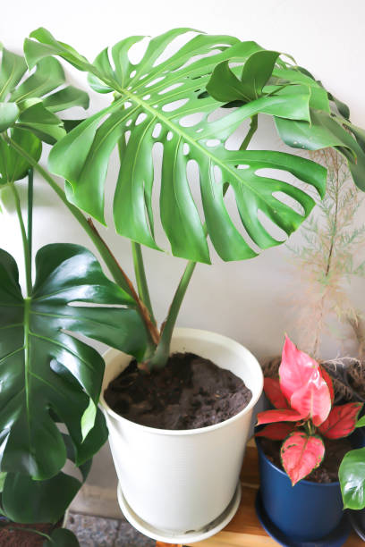 istock Monstera, Herricane plant or Swiss cheese plant 1334978885