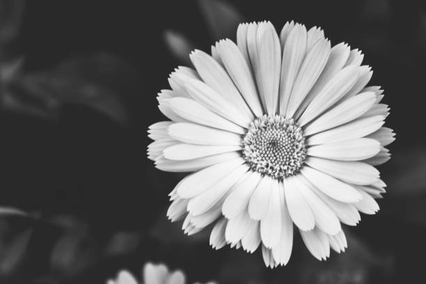 istock Calendula flower on a black background 1334979461