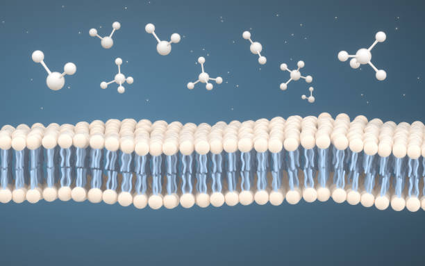 cell membrane and molecules, 3d rendering. - membrana celular imagens e fotografias de stock