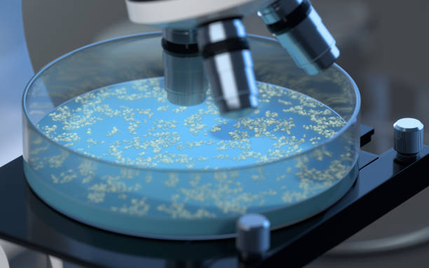 i germi nella piastra di petri, rendering 3d. - bacillus subtilis foto e immagini stock