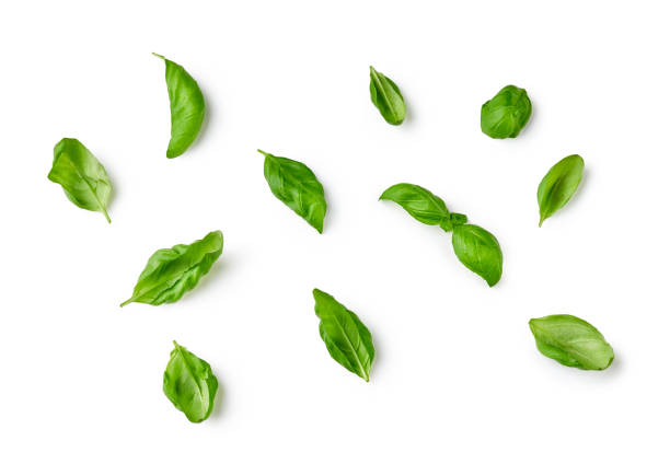 istock Basil leaves isolated on white background. Top view of basil. 1334982633