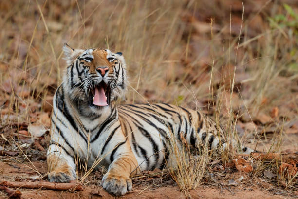 istock Bengal Tiger in Bandhavgarh National Park 1334984591
