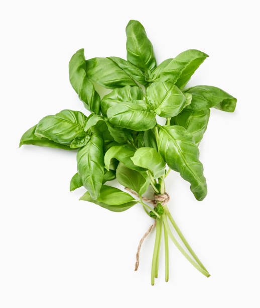 istock Green fresh basil isolated on white. Top view of basil leaves. 1334985094