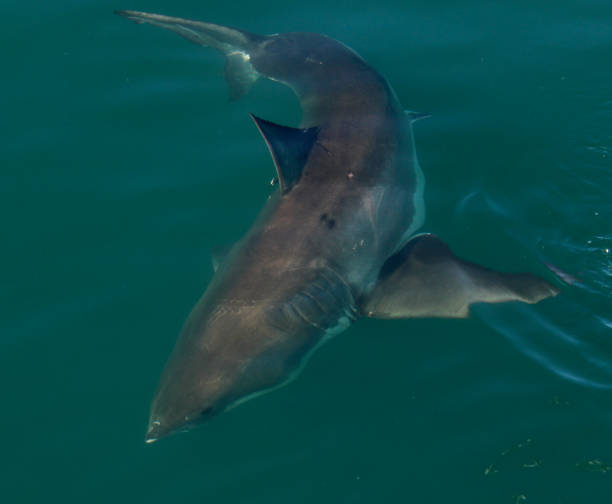 istock Great White Shark Cage Diving 1334985617