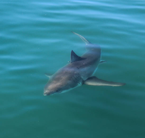 istock Great White Shark Cage Diving Juvenile 1334985683