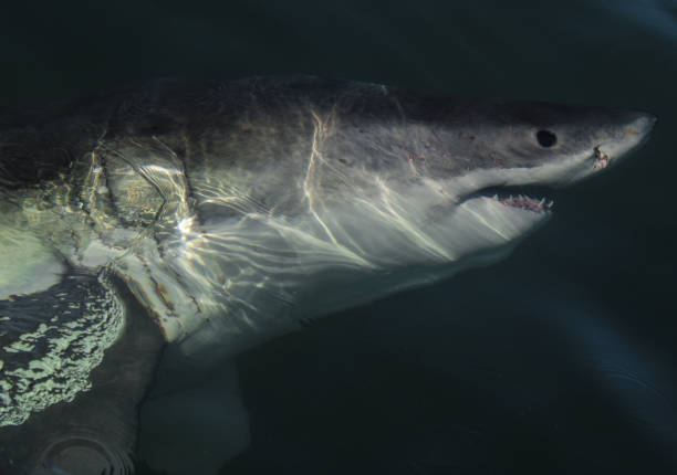 istock Great White Shark Cage Diving 1334985714