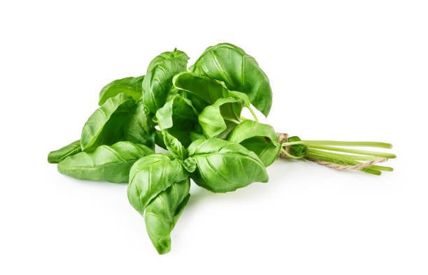 istock Green fresh basil leaves isolated on white. 1334986354