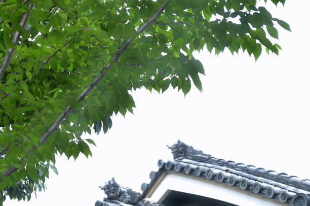 istock A Green Tree over the Japanese Traditional Roof 1334986688