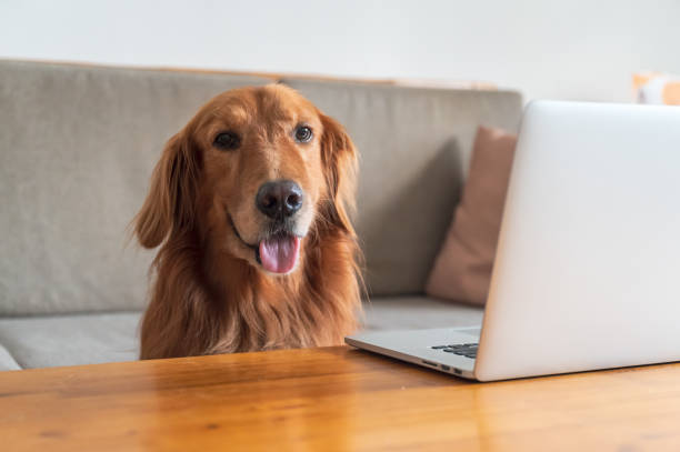 istock Golden Retriever and laptop on desktop 1334988743