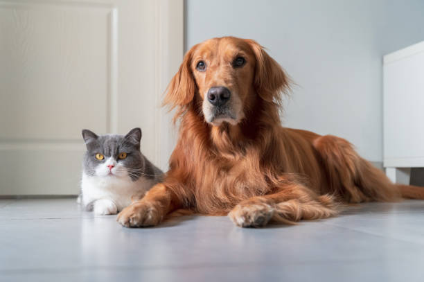istock Golden Retriever and British Shorthair get close 1334988751