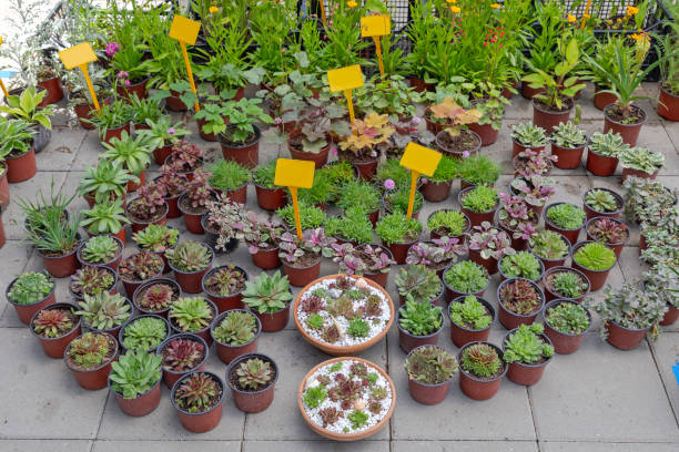 istock Plants Pots Variety Nursery 1334989712