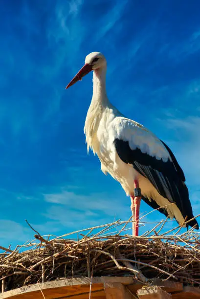 white stork in front of blue sky on nest