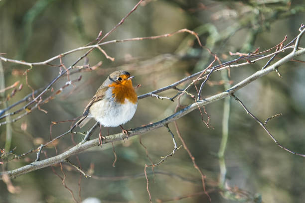 istock sinle robin in the winter 1334990222