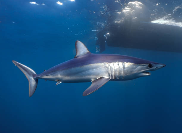 istock Shortfin Mako Shark Free Diving 1334990941