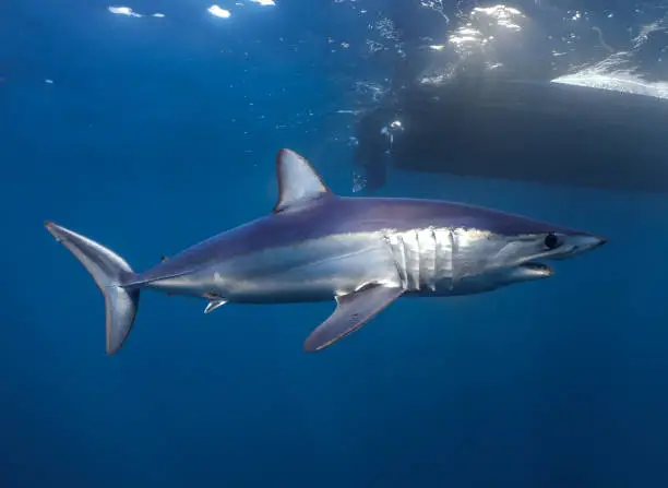 Shortfin Mako Shark Free Diving