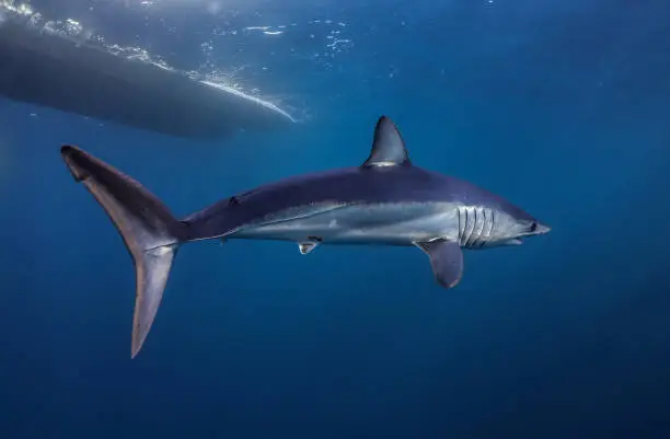 Shortfin Mako Shark Free Diving