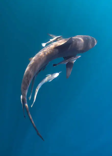 Shortfin Mako Shark Free Diving