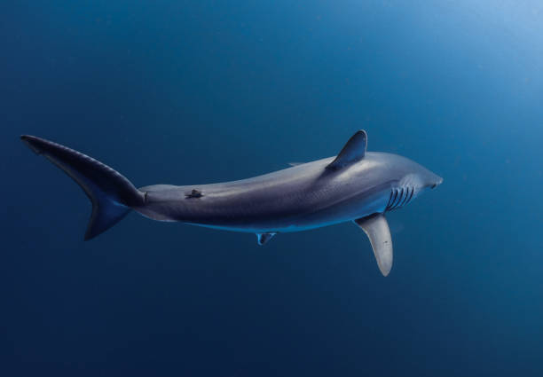 istock Shortfin Mako Shark Free Diving 1334990971