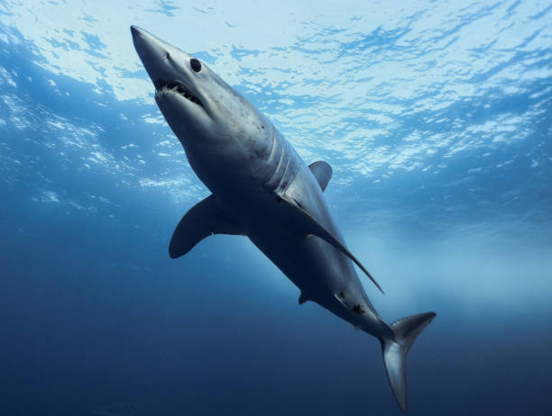 istock Shortfin Mako Shark Free Diving 1334990986