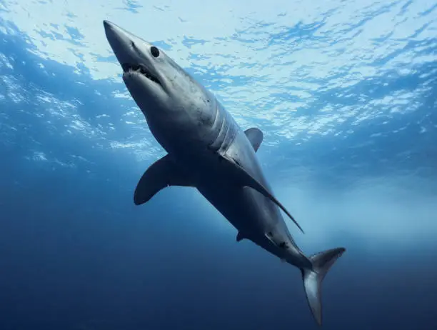 Shortfin Mako Shark Free Diving