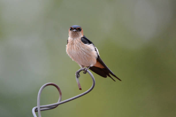 istock Barn swallow, Hirundo rustica, Bandhavgarh, Madhya Pradesh, India 1334991183