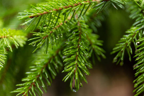 Young spruce needles in bright green color with water drops after spring rain. Branch of fir tree with raindrops close up. Macro photography of fresh green spruce needles with small raindrops