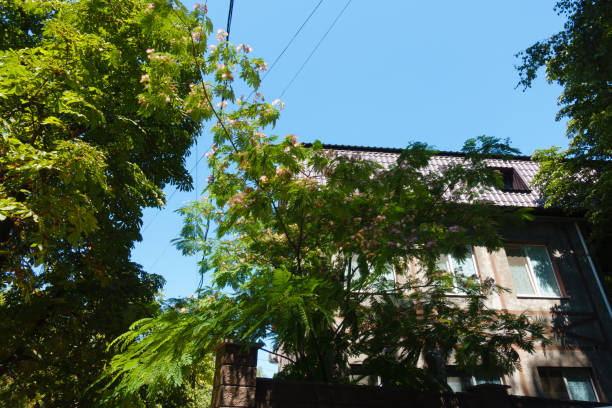 istock Young Persian silk tree in bloom in August 1334993244