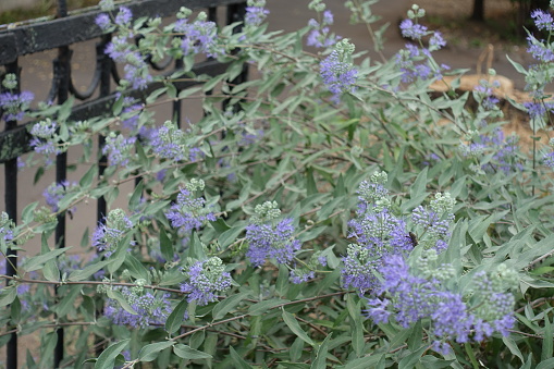 Branches of Caryopteris clandonensis with numerous violet flowers in September