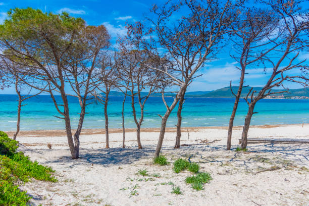 istock Pine trees and white sand in Maria Pia beach 1334993325