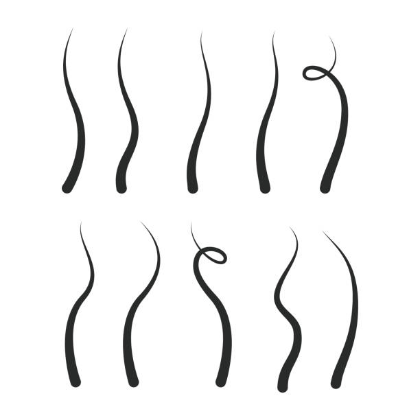 ilustraciones, imágenes clip art, dibujos animados e iconos de stock de ilustración de diseño vectorial de icono de crecimiento de cabello - follicle stimulating hormone