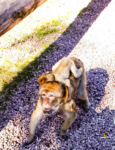 Japanese monkeys are grooming.