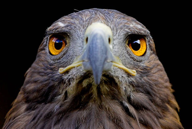 + Ojos Del águila Real Fotografías de stock, fotos e imágenes libres  de derechos - iStock