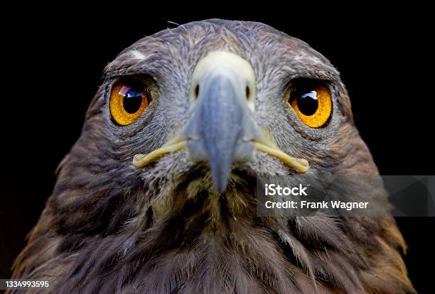 Eagle Stock Photo - Download Image Now - Eagle - Bird, Golden Eagle, Hawk - Bird