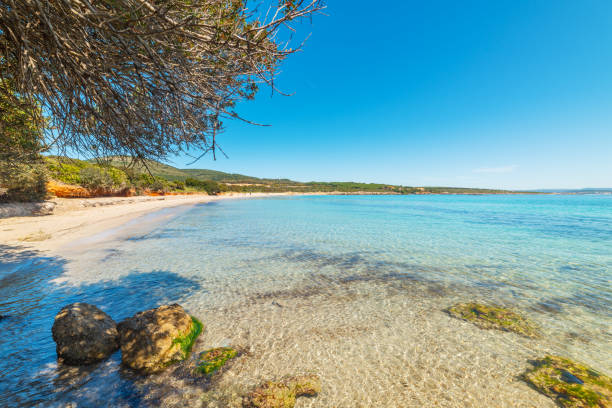 plaża lazzaretto pod błękitnym niebem - alghero zdjęcia i obrazy z banku zdjęć