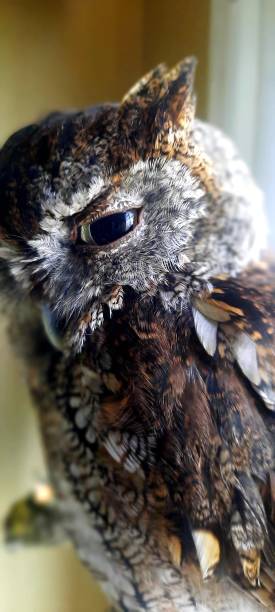 istock Clariss, the Owl 1334994276