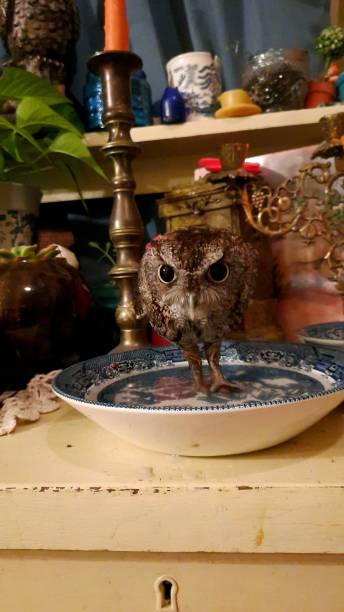 istock Clariss, the Owl 1334994283