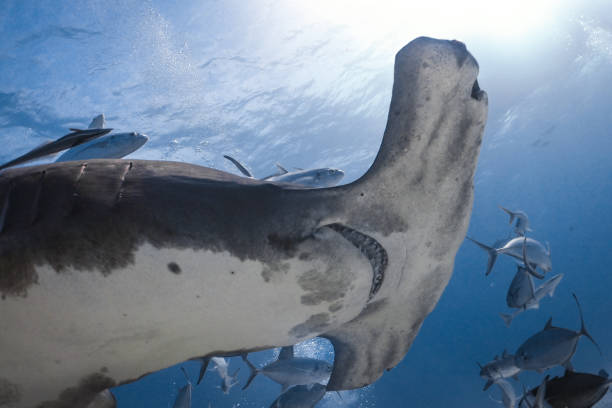 istock Great Hammerhead Shark Bimini Bahamas 1334994286