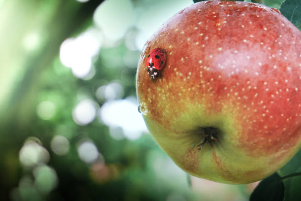 istock A ladybug crawls on an apple, a blurry background with bokeh. Red ripe apple on a branch. Ladybug insect, summer sun illuminates apple 1334994310