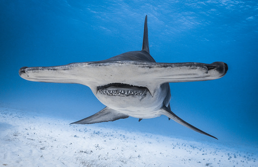 Gran tiburón martillo Bimini Bahamas photo