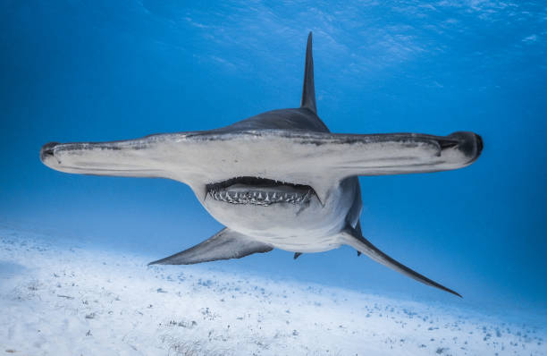Great Hammerhead Shark Bimini Bahamas