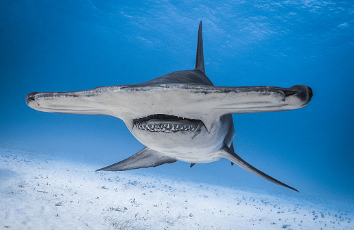 Great Hammerhead Shark Bimini Bahamas